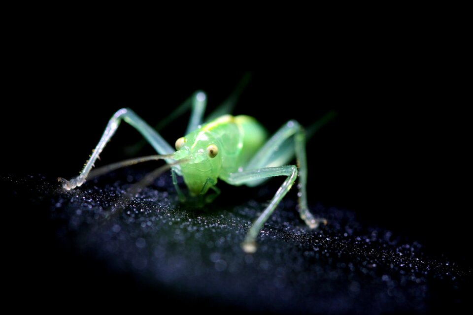 Small macro close