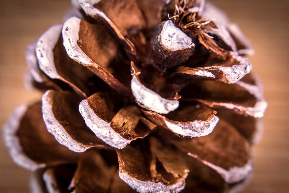 Brown macro pine cones photo