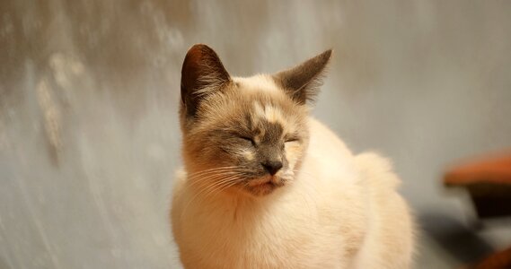 Cat domestic animal colombia