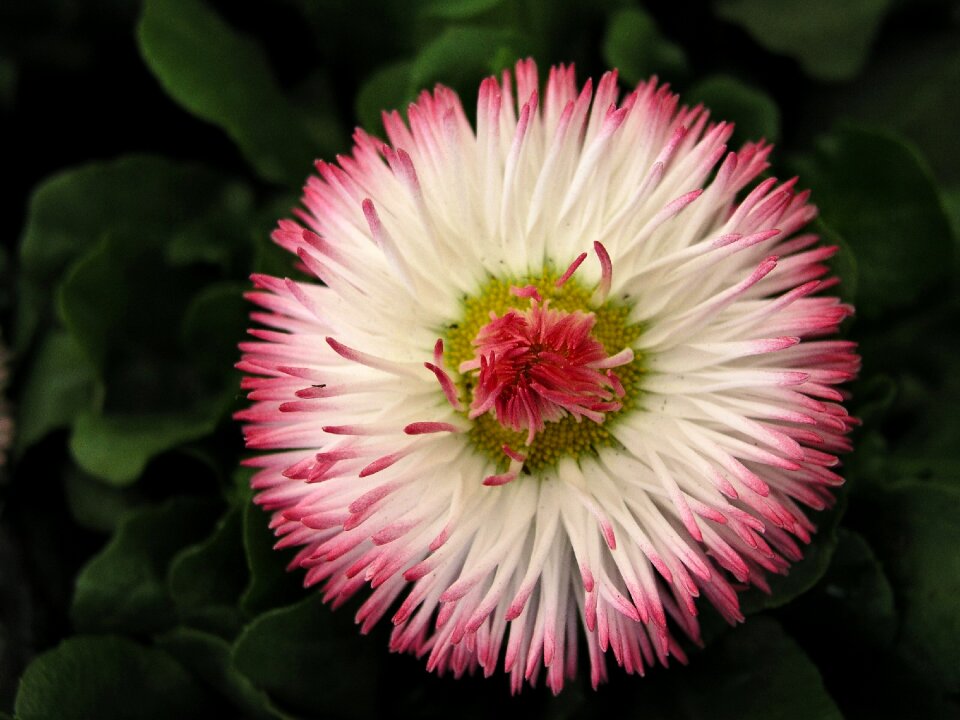 Flower bloom daisy