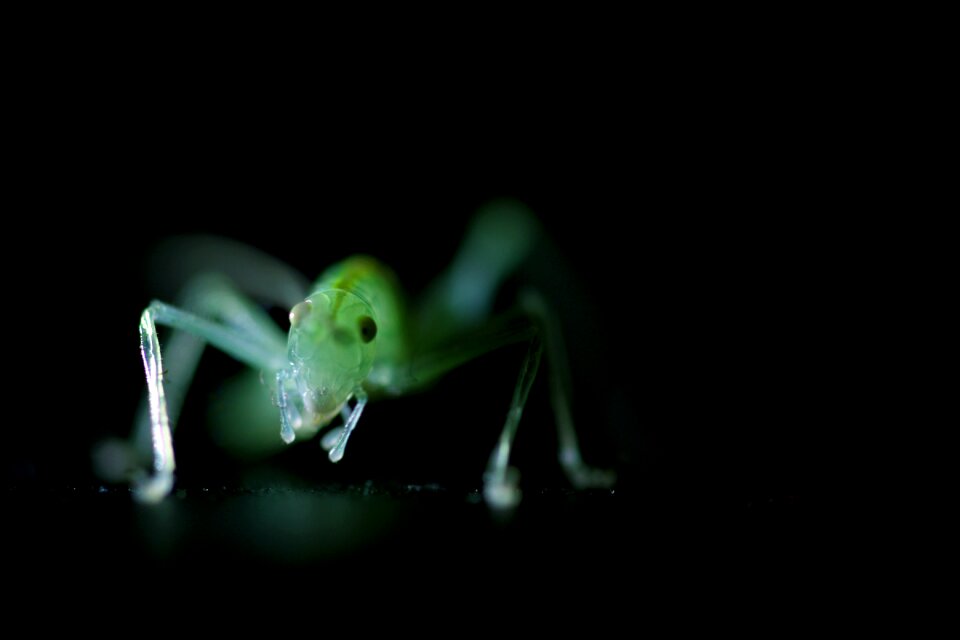 Small macro close