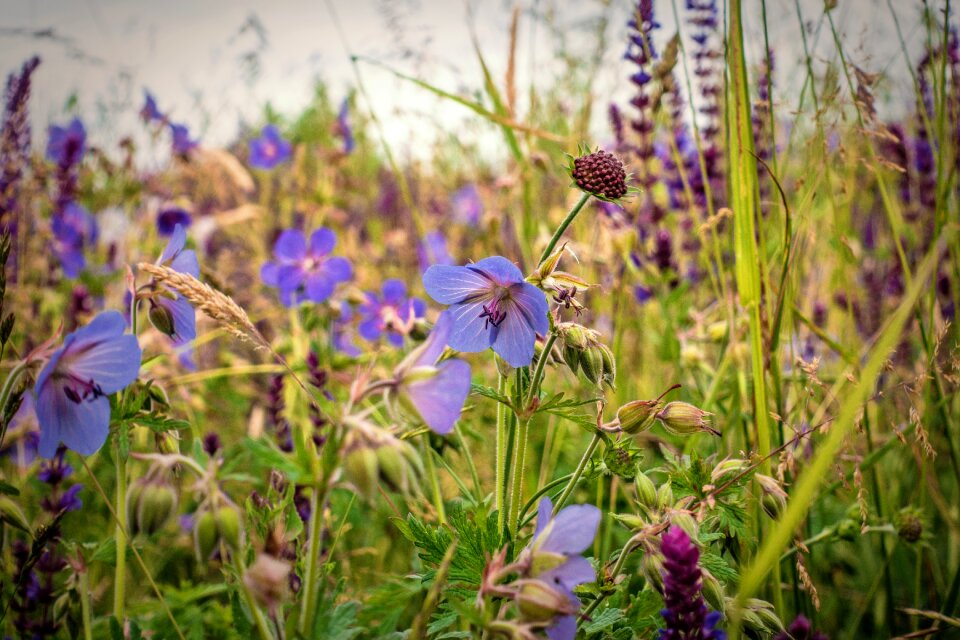 Summer meadow wild flower