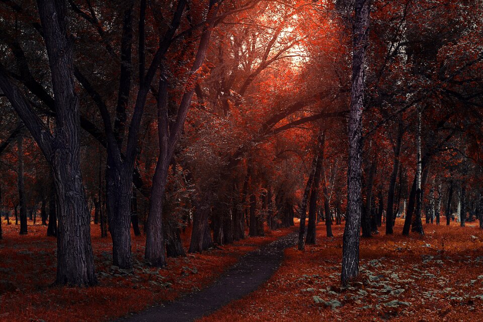 Park landscape outdoors
