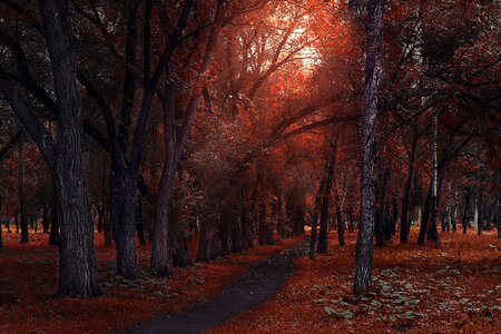 Park landscape outdoors