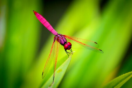 Dragonfly insect animal