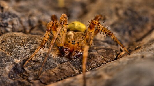 Garden spider nature cobweb