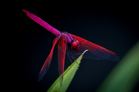 Dragonfly insect animal