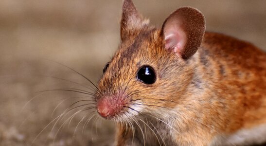 Mouse rodent fur photo