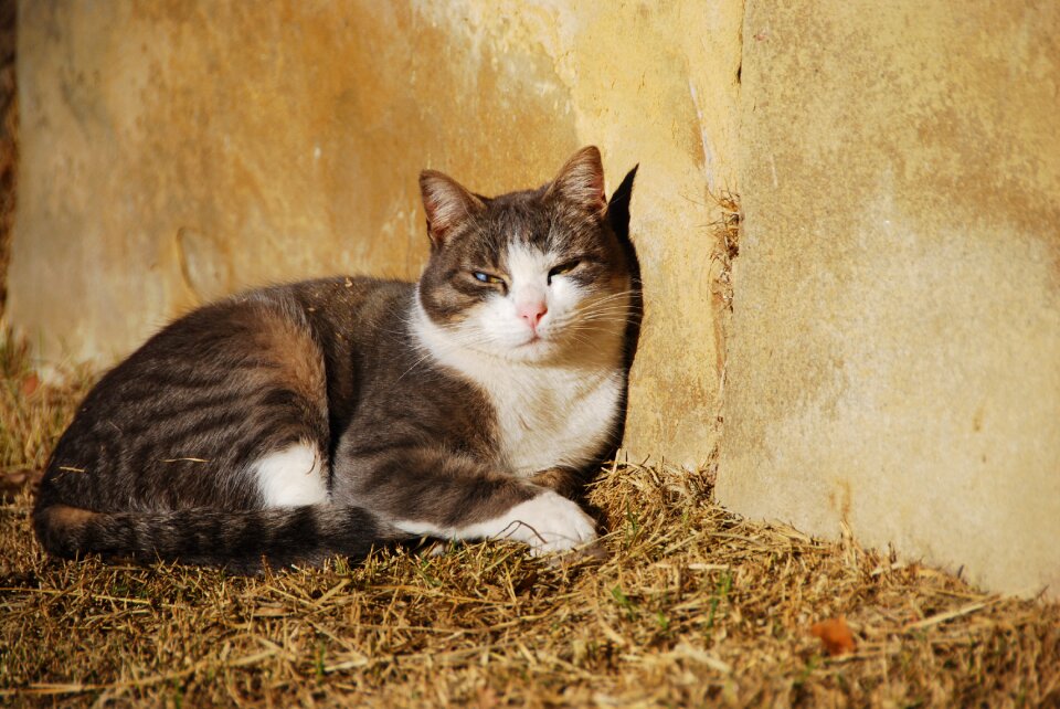 Animal feline sleep photo