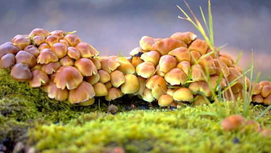 Mushroom picking tree fungus wood photo