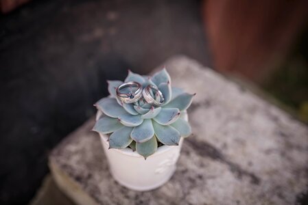 Flower green plant