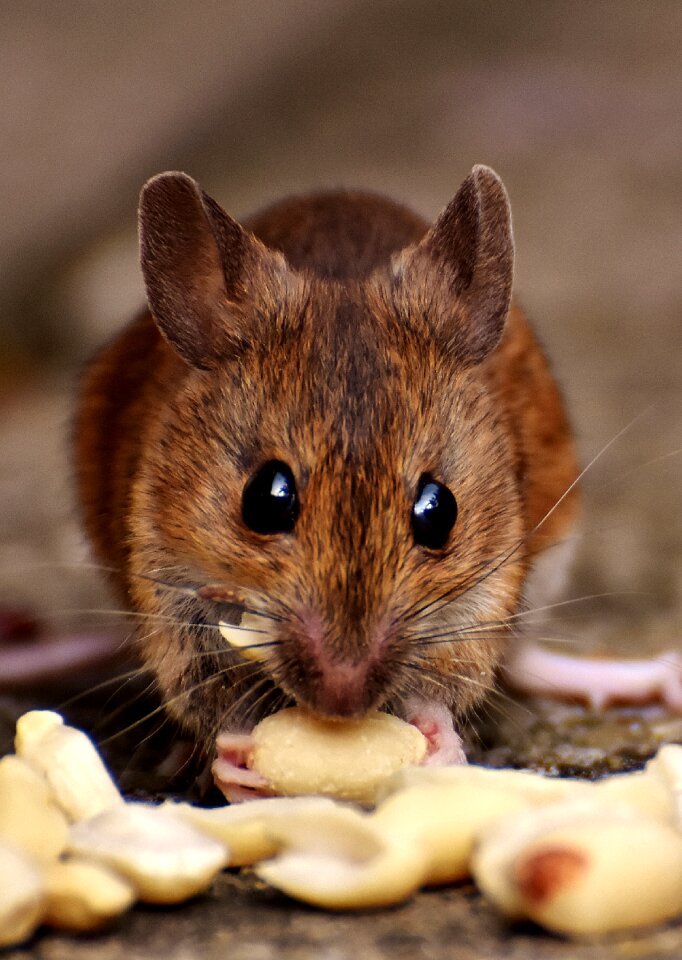 Mouse rodent fur