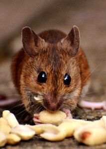 Mouse rodent fur photo