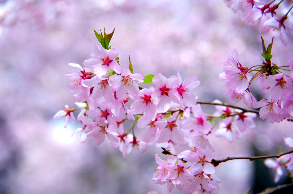 Branch natural petal