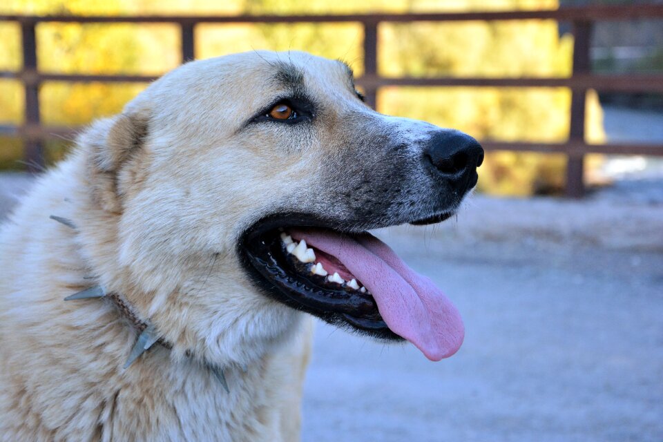 Animal animals stray dog