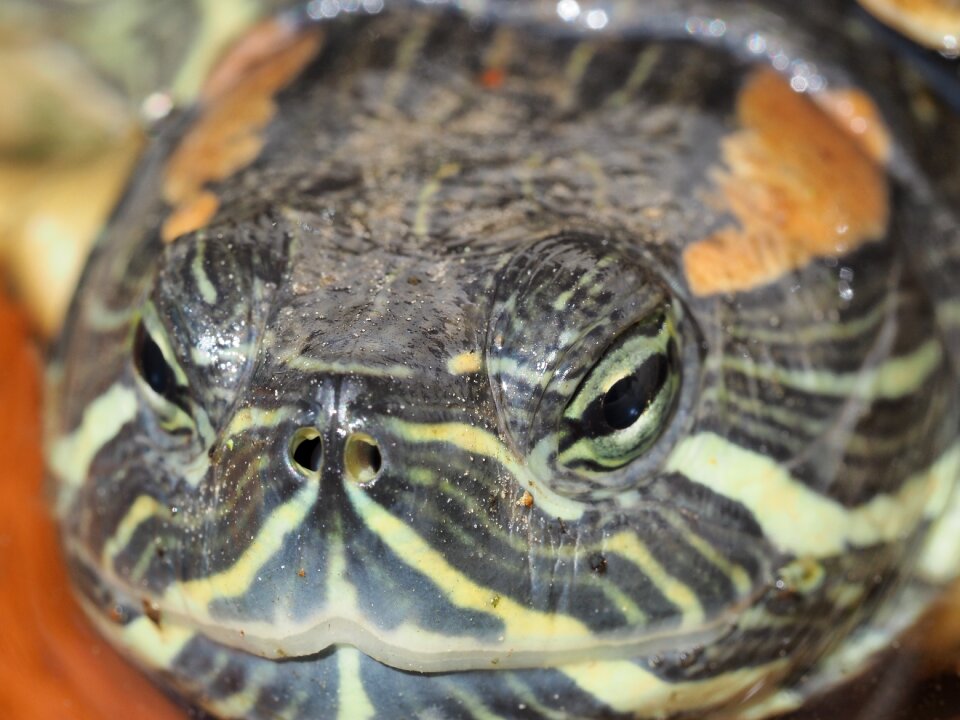Turtle macro reptile