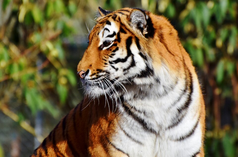 Wildcat tiger head tongue