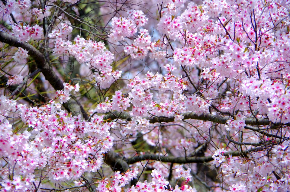 Branch plant cherry blossoms
