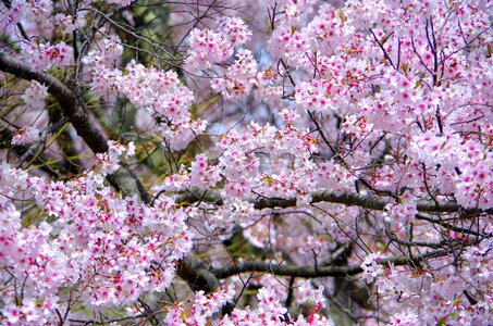 Branch plant cherry blossoms