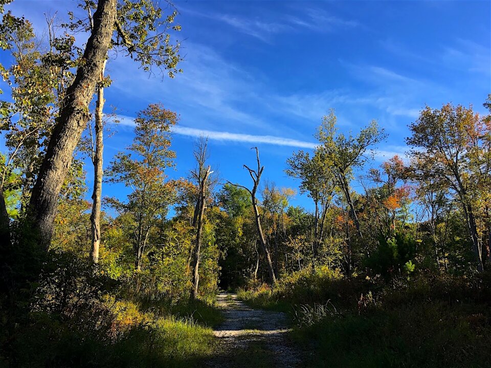 Season yellow forest