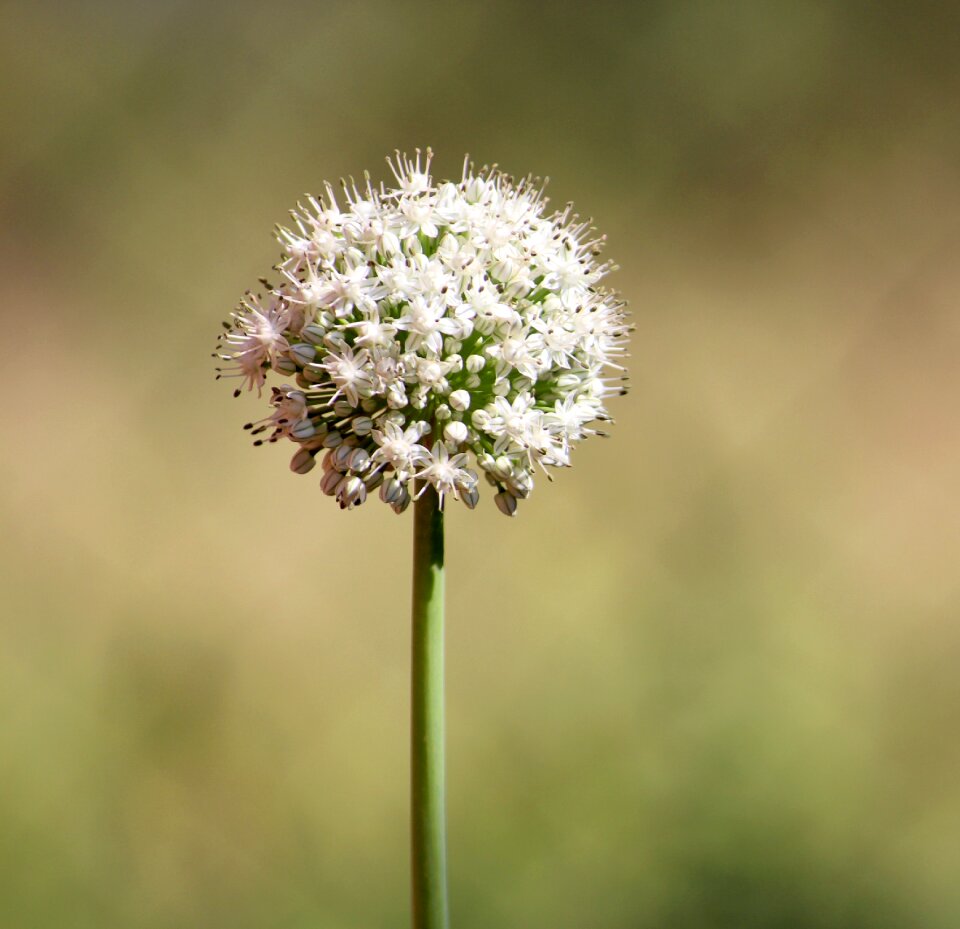 Season husk plant