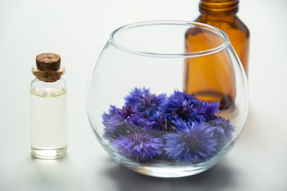 Centaurea medicinal plants herbal cosmetics