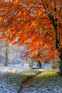 Fall colorful forest