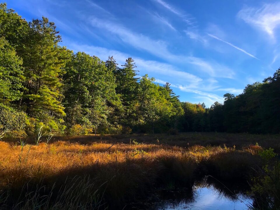 Season forest natural