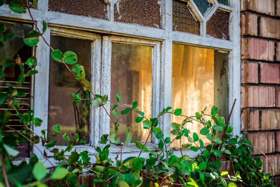 Shield green plants