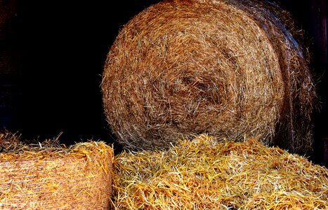 Straw role harvest harvested