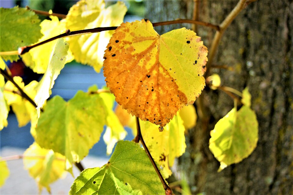 Yellow leaves autumn gold tree