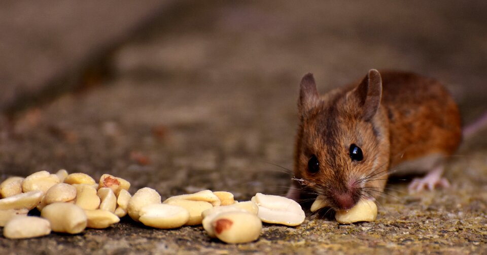 Mouse rodent fur