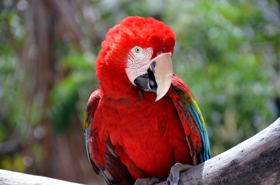 Beautiful animal portrait colorful