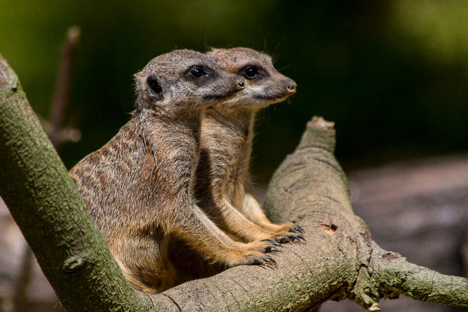 Mammal meerkat look