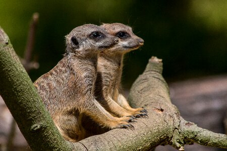 Mammal meerkat look photo