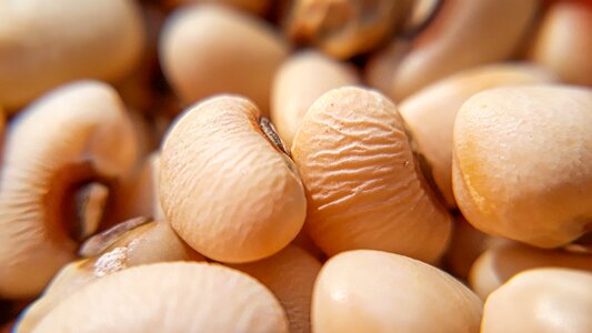 Refreshment seed nutrition