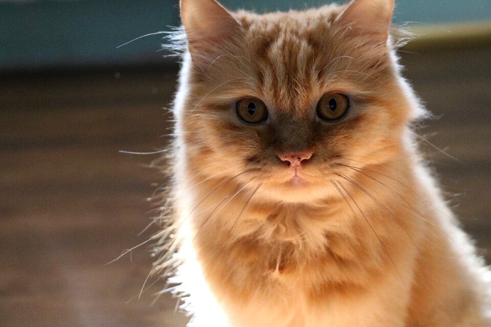 Cat animals redhead