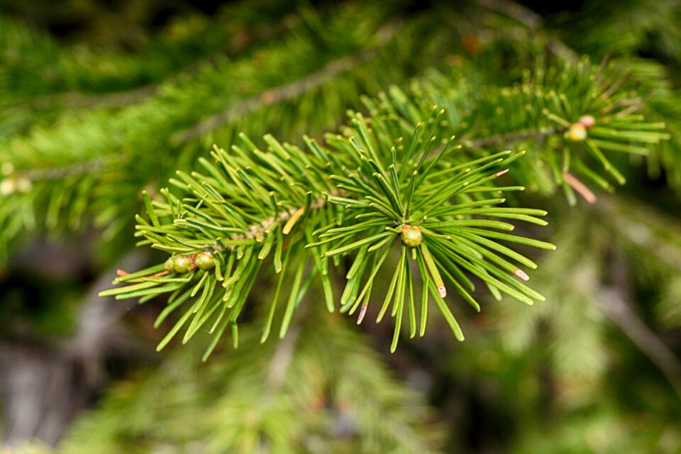 Coniferous tree needle nature
