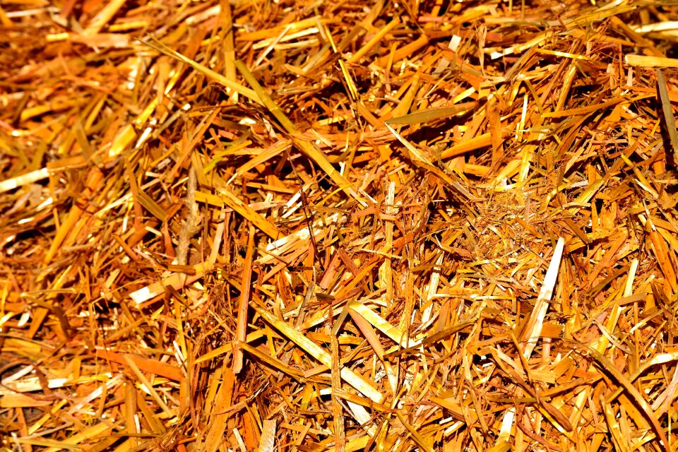 Golden nature harvested