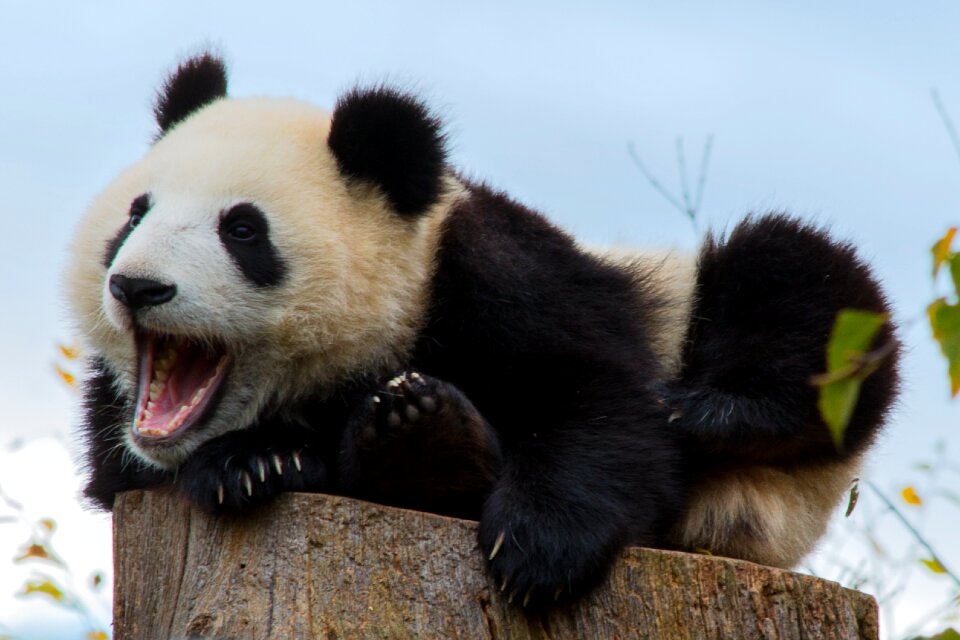 Animal nature panda