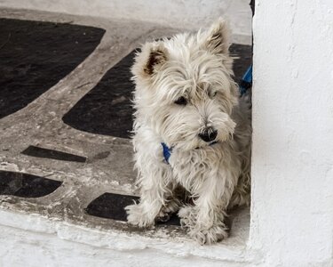 Animal puppy cute