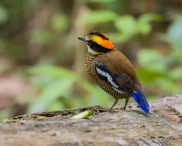 Bird malaysia birds eight color thrush