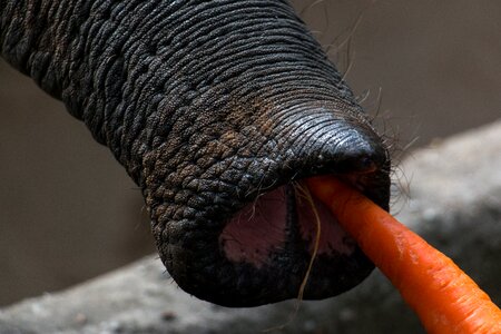 Proboscis carrot food