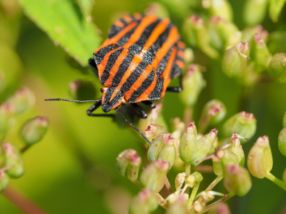 Bug macro insect