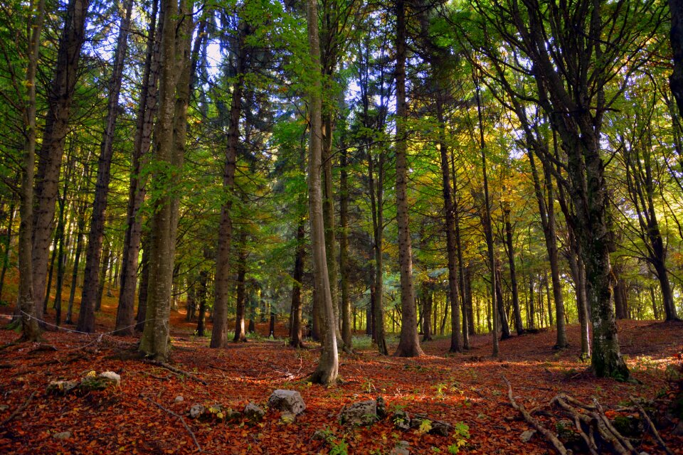 Leaves trail mountain