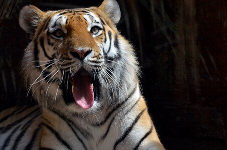 Animals big cat national park