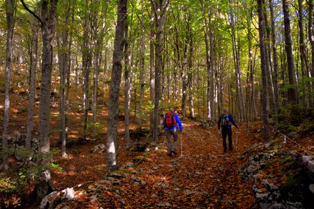 Trail trekking nordic walking