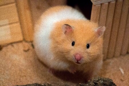 Medium-hamster curiosity nager photo