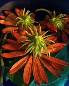 Orange flower flowers oranges orange color