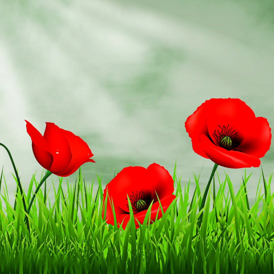 Henar garden flowers